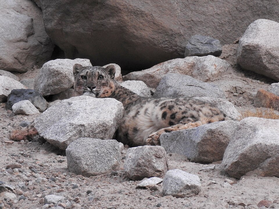 wildlife safari in ladakh